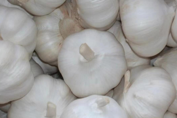Whole Garlic Bulbs